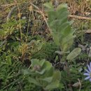 숨비기낭 이미지