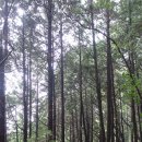 편백나무숲의 피톤치드~ 건강효능 알아보기 이미지