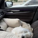 으뜸동물병원 | 인천송도동물병원 으뜸동물의료센터 강아지 건강검진 후기