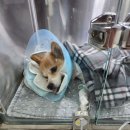 디오 동물병원 이미지