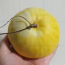 추억정원 네이버블로그