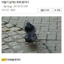 날개 Daum카페