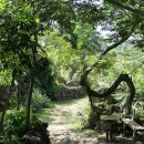 비체올린 이미지