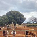 곡성역(옆/ 자전거 주차장) | 제주 목장 카페 밭디 🐴 성산 승마 제주 승마 체험 이색자전거 타기 성산 승마 데이트 리얼후기