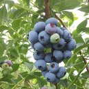 노천농장 이미지