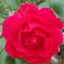 노을연가 이미지