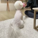 pet244너6838 | 수원애견미용 몽스파에서 비숑 미용 대 만족 후기 가격