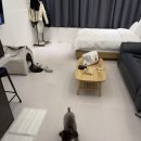 안녕댕댕이 | 애견동반숙소 추천｜강아지랑 편하게 쉬기 좋은 애견펜션 ‘댕댕이 애견 펜션 블루’ 내돈내산 후기🤎 추천!