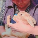 강촌걸리버여행기 이미지