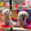 아름답개 이미지