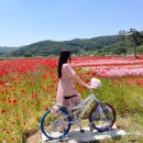 북천 간이화장실 | 하동 북천 양귀비축제 실시간 개화상황, 2026.05.15 지금이 딱 예쁜 기간