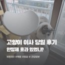 안정제 | 고양이 이사 당일 후기 (안정제 효과 있었을까? 실제 집사 경험)