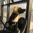 동물보육원 김포지부 이미지