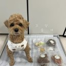 꼬숩당개 이미지