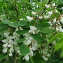 깍꼬뽁꼬 이미지