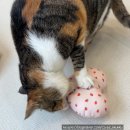 일로-22 | 🐱 집사 취향 저격 내새꾸 굿즈 내돈내산 후기 — 일로네상점 수염 화분 보관함 · 키링 + 궁팡 캣닢 쿠션