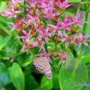 꽃별하얀 이미지