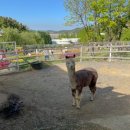 송이마을사슴농장 이미지