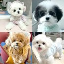 작고 소중해 | 중랑구강아지분양 작고 소중해 미니말티푸책임분양 : 뉴진스