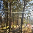 세븐일레븐 광릉수목원점 | 광릉수목원 둘레길 단풍 메타세콰이어길 단풍 산책