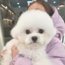 인천강아지분양 판도라독 가정분양 | 인천강아지분양 판도라독 가정분양, 그곳에서 만난 나의 반려견 이야기🐾