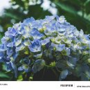 해남군-14 | 여름엔 수국, 전남 해남 포레스트 수목원 여름 여행기