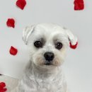 댕스미스 애견미용 이미지