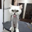 루이동물미용 이미지