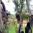 나무와나무 이미지