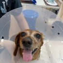 로얄동물외과수술센터 이미지