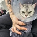 고양이 미용실 방울선생 이미지