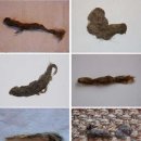 어니스트 동물병원 네이버블로그
