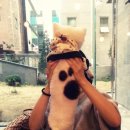 퍼피니스 이미지