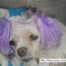 열린24시동물병원 이미지