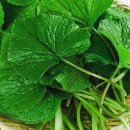 그린와사비 이미지