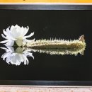 부여한옥민박 이미지