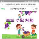 도심 속 포도 수확 체험하세요~~ 이미지