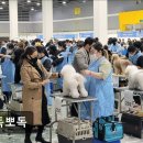 뽀독뽀독 | (평택, 강아지, 고양이, 애견미용, 추천!) 뽀독뽀독 평택 뽀독뽀독, 맞춤 케어가 강점