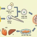 줄기세포 관련주에 대한 모든정보