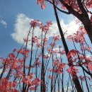 참죽나무 이미지