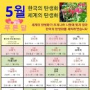 5월 9일 한국의 탄생화 / 지칭개 등 개화기의 국화과 식물들 이미지