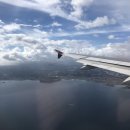 물고기나무 이미지