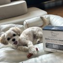 피피도그 이미지