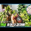 호야 키우기 호야꽃 피우기 꽃말 물주기 수경재배 방법 (하트호야, 리사호야) 이미지