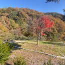 비발디 향기나무 이미지