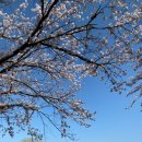 남대천 | 양양 남대천 벚꽃 축제 후기🌸 맛집 카페 코스까지 완벽 정리