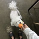 멍그니엘 애견호텔 수원점 이미지