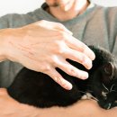 베스트고양이병원 이미지