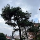 정원수 | [종로구 조경] 소나무 전지 및 정원수 전정 작업 후기 : 좁고 답답한 화단을 환하게 만드는 법