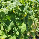 고읍농장 이미지